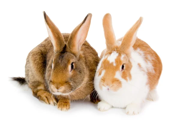 Кролики изолированы — стоковое фото