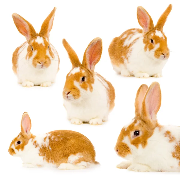 Rabbit isolated — Stock Photo, Image