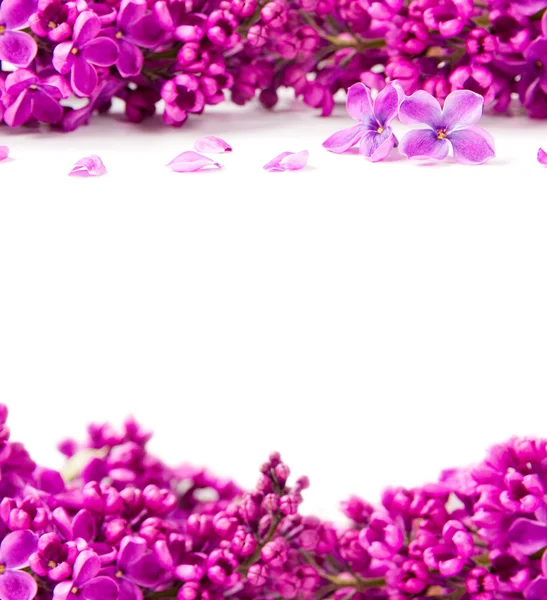 Lilac blooms — Stock Photo, Image