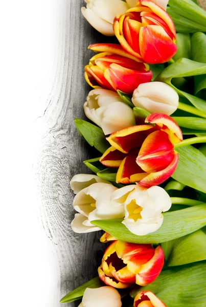 Tulpenblüten — Stockfoto