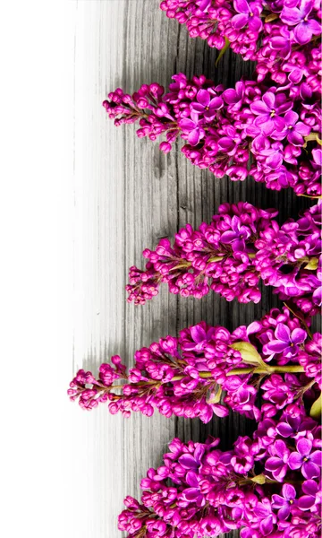 Lilac blooms — Stock Photo, Image