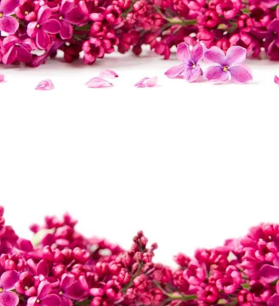 Floraciones de lila — Foto de Stock