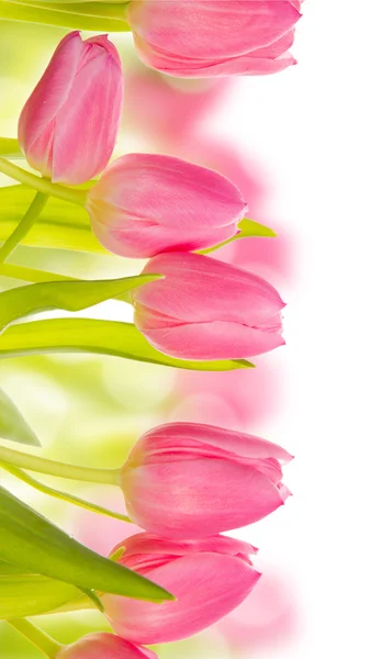 Tulp bloemen — Stockfoto