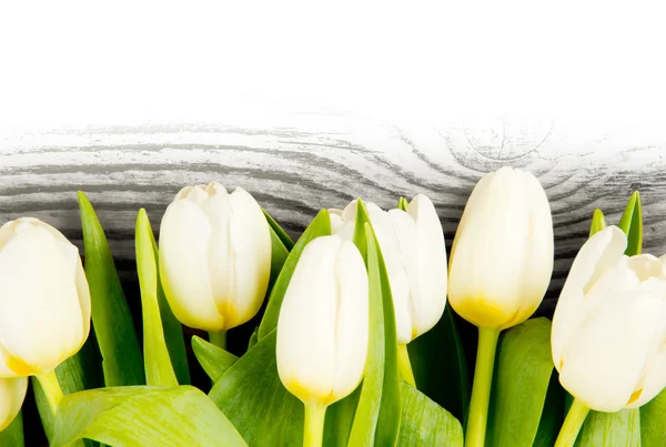 Tulpenblüten — Stockfoto