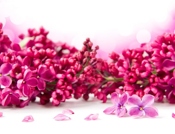 Lila květy — Stock fotografie