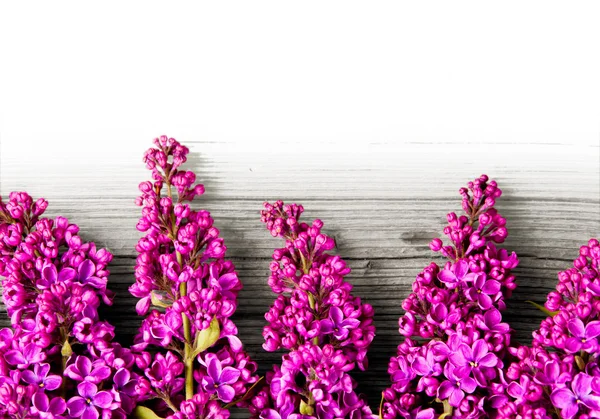 Lilac blooms — Stock Photo, Image