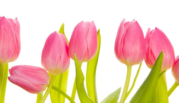 Tulip Blom — Stockfoto