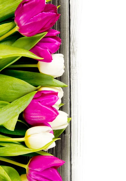 Tulip blooms — Stock Photo, Image