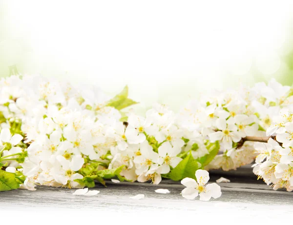 Spring blooms — Stock Photo, Image