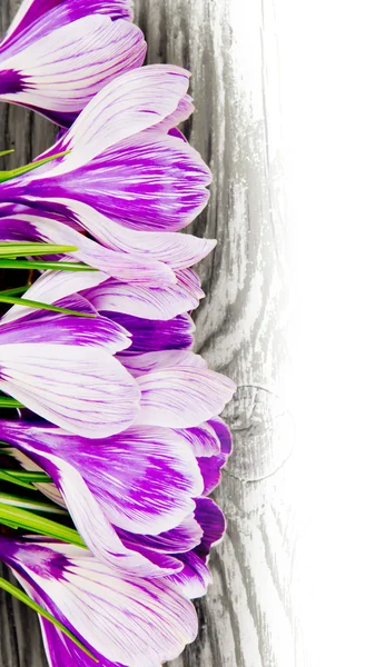 Crocus — Stockfoto