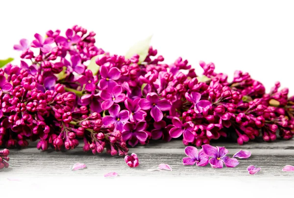 Lila květy — Stock fotografie