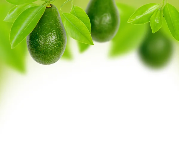 Avocado — Stock Photo, Image