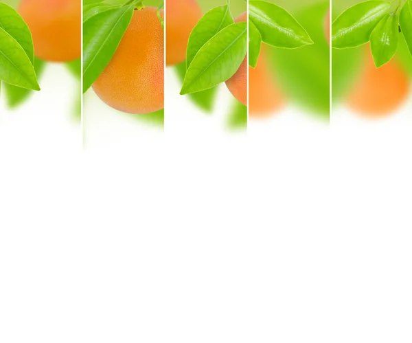 Grapefruitmix — Stockfoto