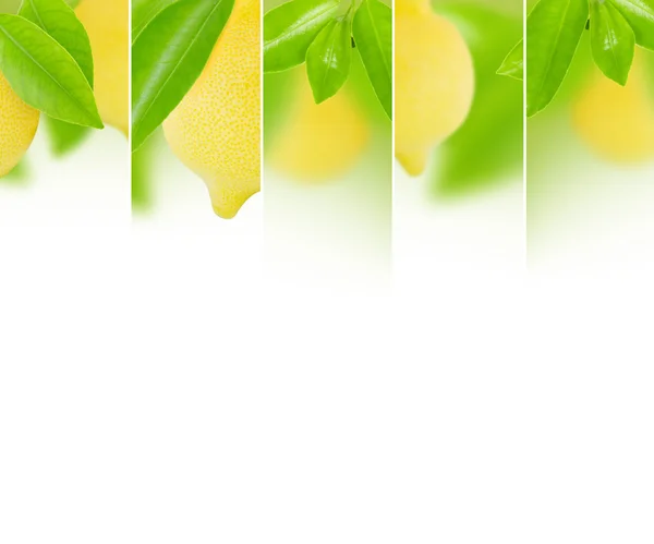 Lemon mix — Stock Photo, Image