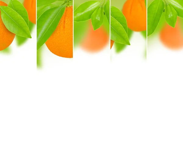 Orange Mischung — Stockfoto