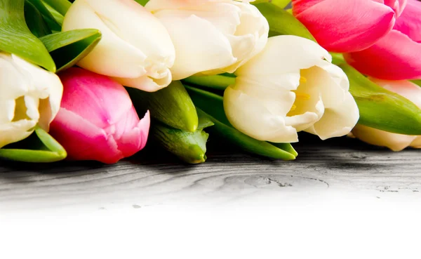 Tulip blooms — Stock Photo, Image