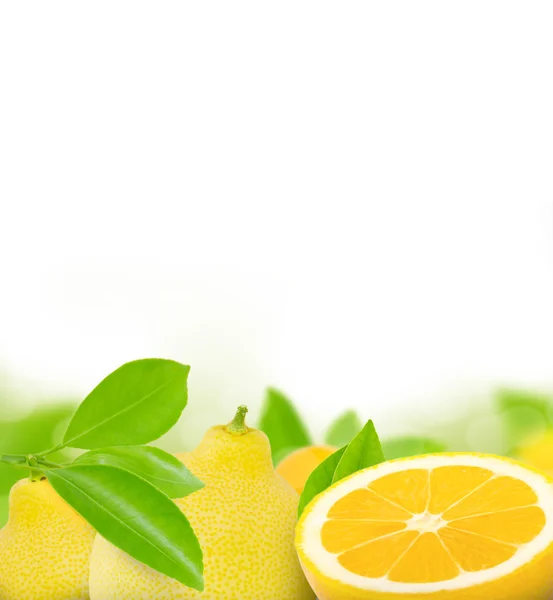 Limoni — Foto Stock