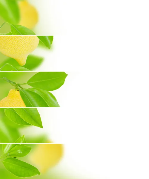 Lemon mix — Stock Photo, Image