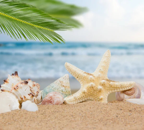 Seashells — Stock Photo, Image