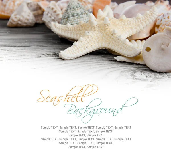 Seashells — Stock Photo, Image