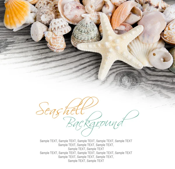 Seashells — Stock Photo, Image