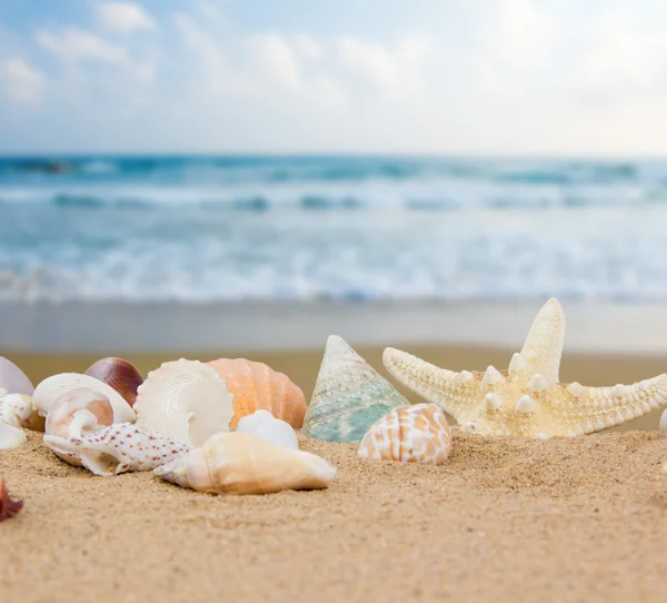 Seashells — Stock Photo, Image