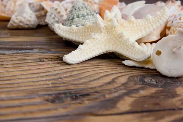 Seashells — Stock Photo, Image