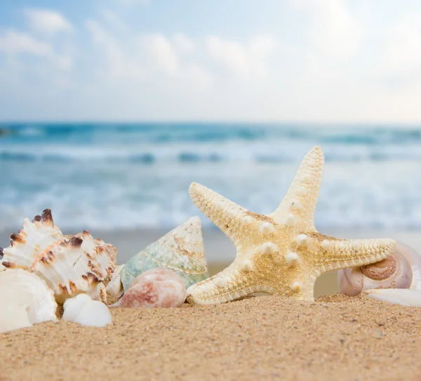 Seashells — Stock Photo, Image