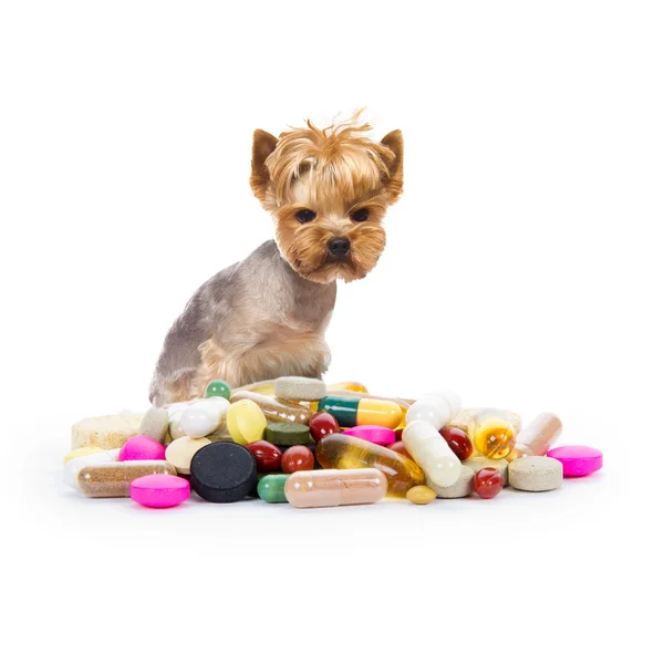 Hund mit Pillen Stockfoto