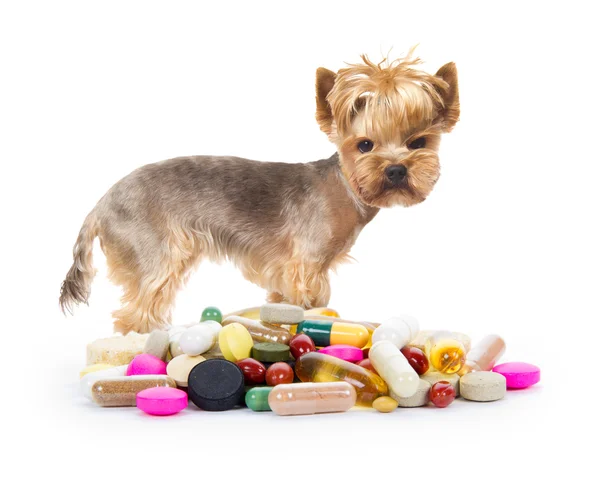Hapları ile köpek