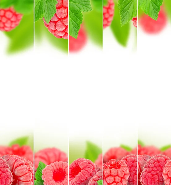 Raspberry — Stock Photo, Image