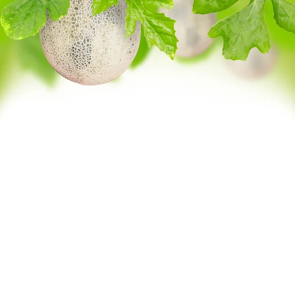 Melon fruit — Stock Photo, Image