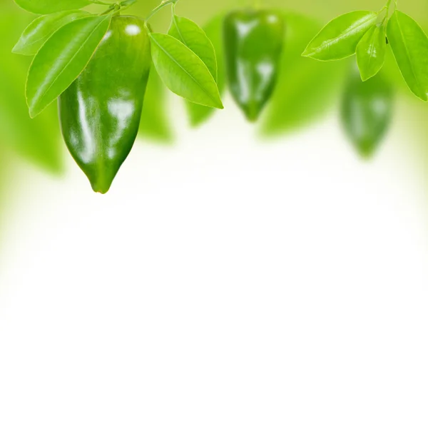 Peppers — Stock Photo, Image