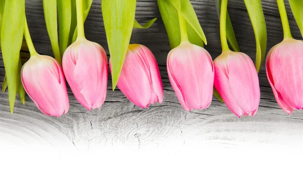 Floraciones de tulipán — Foto de Stock