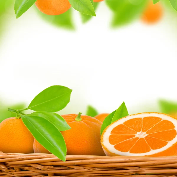 Tangerine — Stock Photo, Image