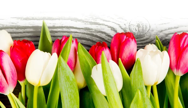 Tulpenblüten — Stockfoto