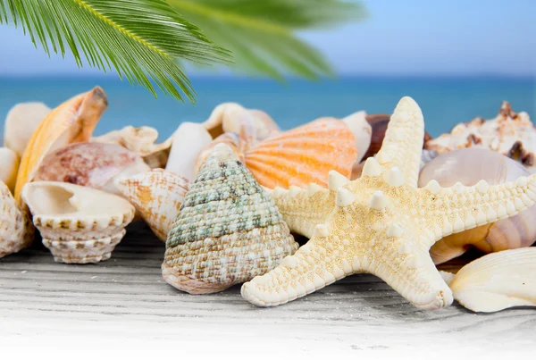 Seashells — Stock Photo, Image