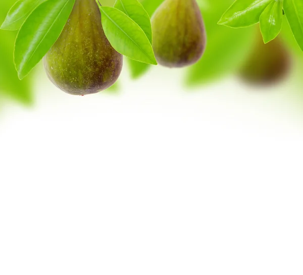 Fig fruit — Stock Photo, Image