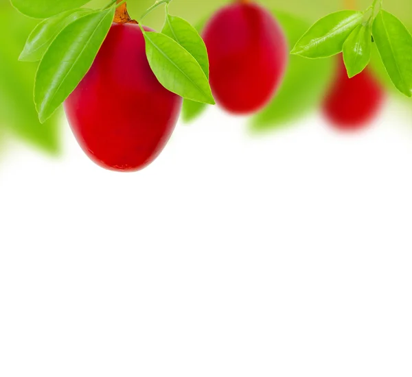 Tamarillo. — Foto de Stock