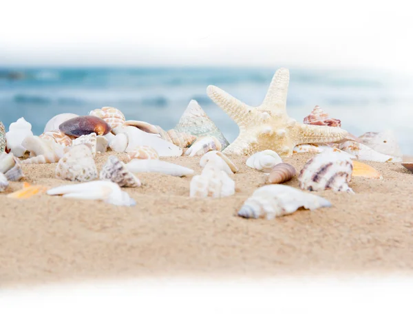 Seashells — Stock Photo, Image