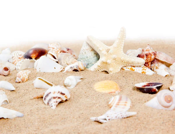 Seashells — Stock Photo, Image