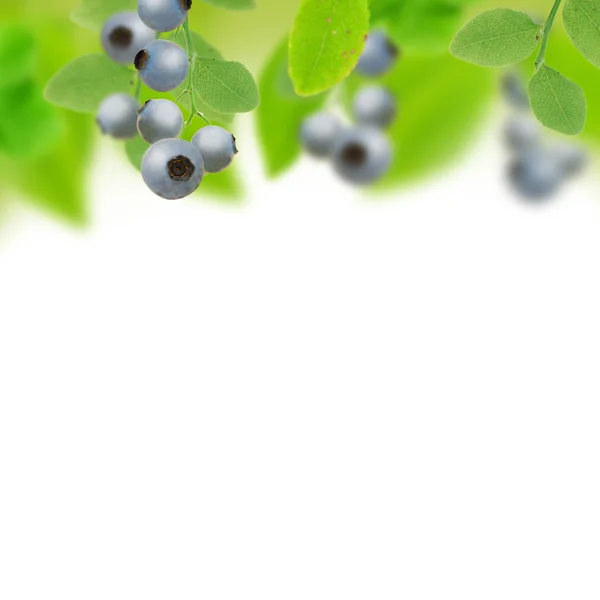 Blueberry — Stock Photo, Image