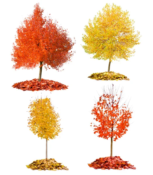 Herfst bomen — Stockfoto