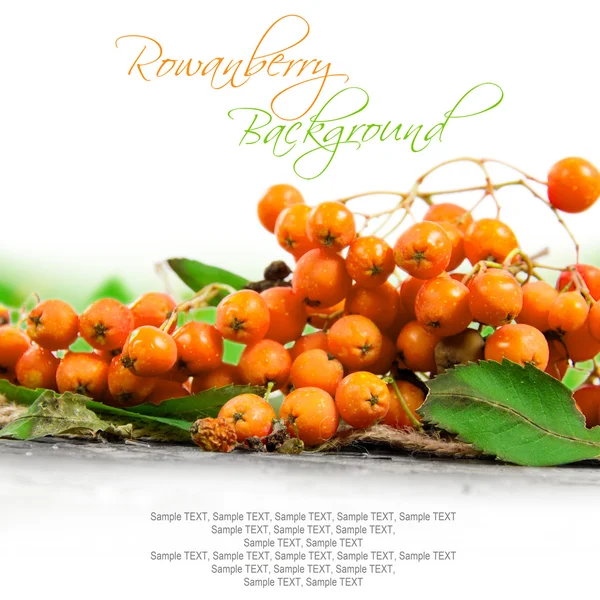 Rowanberries — Stock Photo, Image