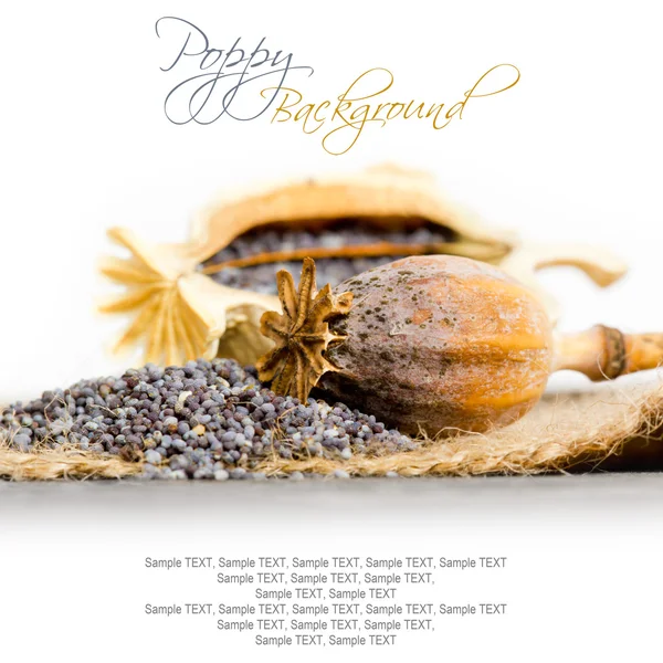 Poppy seeds — Stock Photo, Image