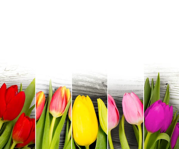 Tulpenmischung — Stockfoto