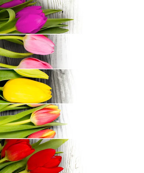 Tulpenmischung — Stockfoto