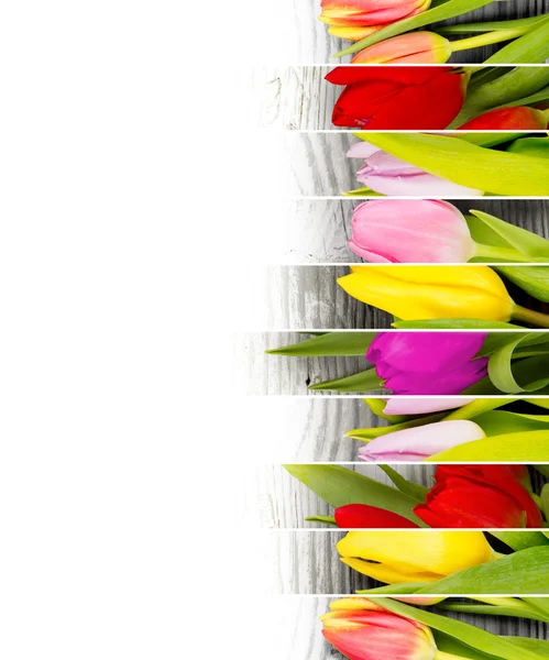 Tulip mix — Stockfoto