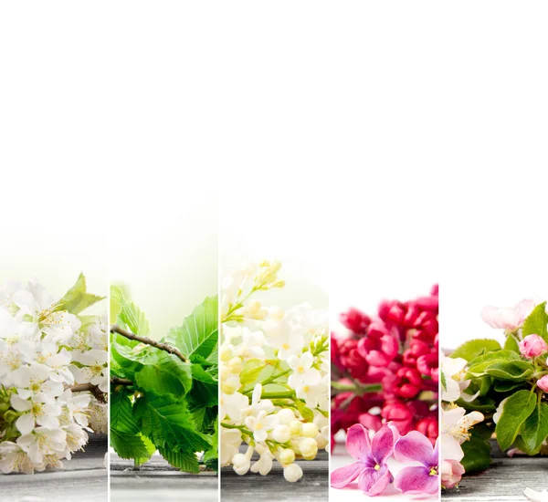 Spring Bloom Mix — Stock Photo, Image