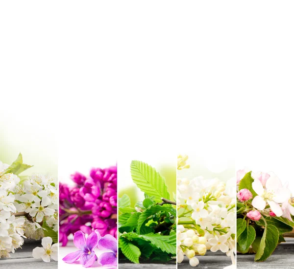 Spring Bloom Mix — Stock Photo, Image